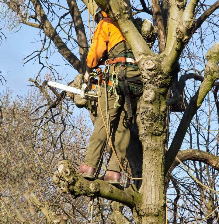 Pour entretenir et structurer les arbres