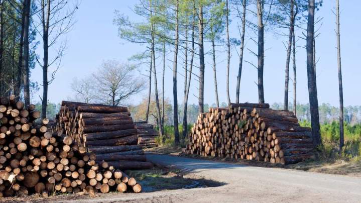 Pour supprimer les arbres dangereux